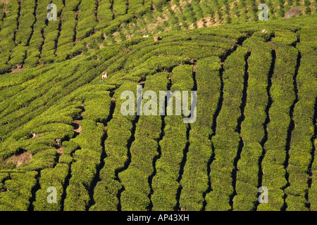 Rows of tea bushes throw a shadow to form a pattern in the Cameron Highlands. Stock Photo
