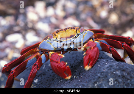 South America, Ecuador, Galapagos Islands. Sally Lightfoot Crab (Graspus graspus) Stock Photo