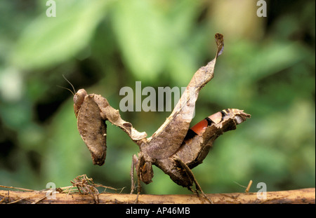 South America, Ecuador, Amazon. Praying Mantis Stock Photo