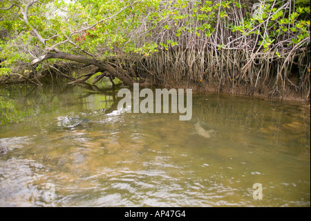Ecuador, Santa Cruz Island, Galapagos Islands National Park, Mangroves at Black Turtle Cove Stock Photo