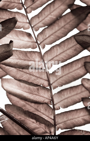 A close up leaf image in black and white - duotone colour Stock Photo