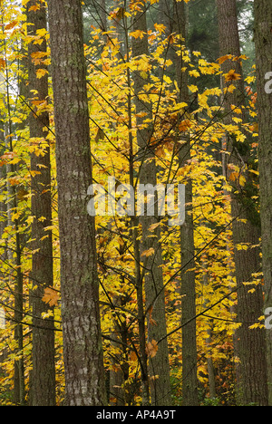 fall colors of the Bigleaf Maple Acer macrophyllum are scattered throughout a forest on Bainbridge Island WA Stock Photo