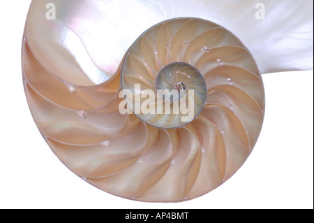 Close up of a cut away section from a Nautilus shell Stock Photo