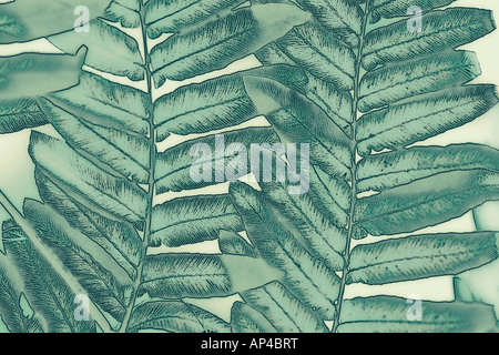 An abstract photo-illustration close up of green leaf foliage Stock Photo