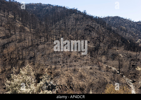 Damage after Forest Fire, Troodos Mountains, Cyprus Stock Photo