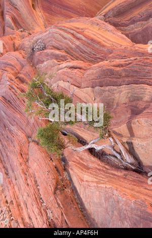 The Wave an extraordinary area of sinuous eroded banded sandstone rocks in the Paria Vermillion Cliffs National Monument Arizona Stock Photo