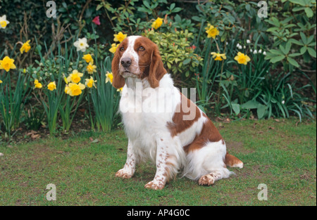 Welsh Springer Spaniel in Garden Setting Stock Photo