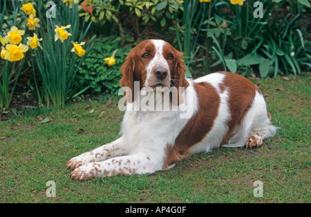 Welsh Springer Spaniel in Garden Setting Stock Photo