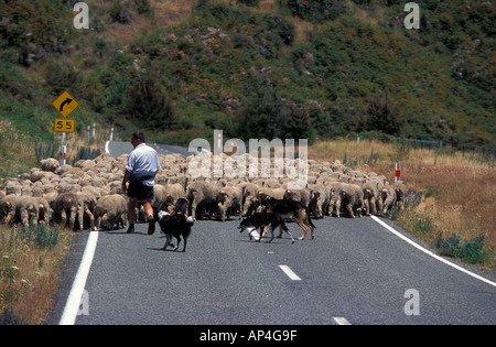 Blenheim sheep being driven along a road New Zealand Stock Photo