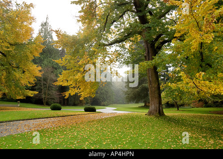 English Elm in autumn colors at entrance to visitors center Bloedel Reserve Bainbridge Island Washington Stock Photo