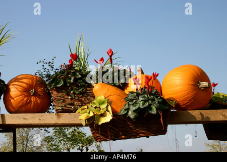 pumpkin and flower arrangement Stock Photo