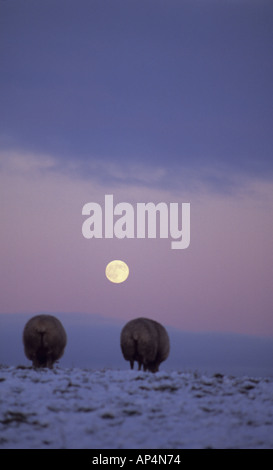 Sheep at moonrise in Derbyshire on cold snowy evening Stock Photo