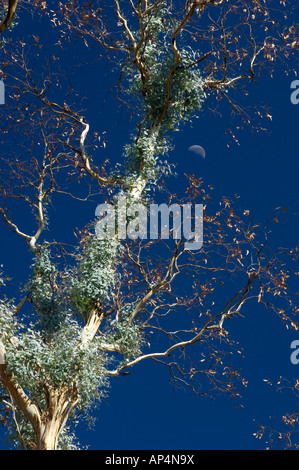 Gum tree regrowth after a bushfire, Illawarra forest, Wimmera, Victoria