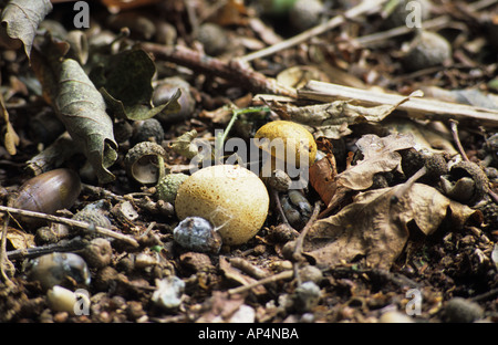 Close up of fungi with twigs and acorns on forest floor Stock Photo