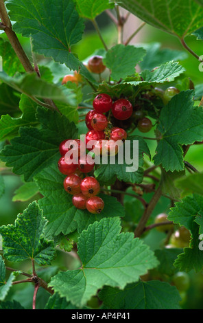 Redcurrant Redstart Stock Photo