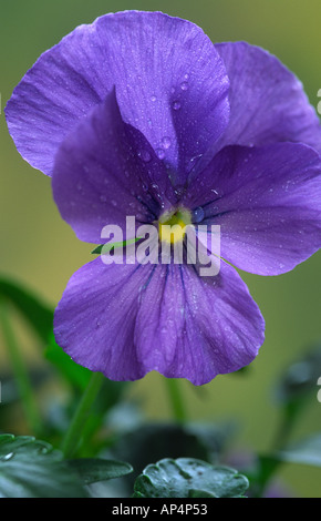 Viola True Blue Stock Photo