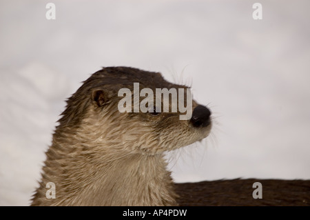 River Otter in Winter. Stock Photo