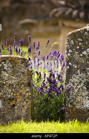 Old gravestones and lavender growing in between in Burford churchyard ...