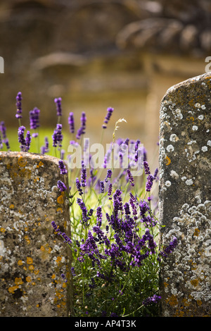 Old gravestones and lavender growing in between in Burford churchyard ...