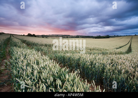 Heavy storm clouds gather above a wheat field in Gloucestershire during the severe weather of July 2007, UK Stock Photo