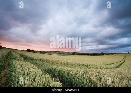 Heavy storm clouds gather above a wheat field in Gloucestershire during the severe weather of July 2007, UK Stock Photo