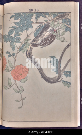 Bird and flower illustrations by Keinen: summer 1891 page 22 Stock Photo