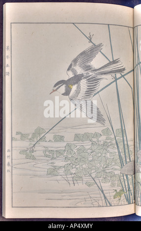 Bird and flower illustrations by Keinen: summer 1891 page 29 Stock Photo