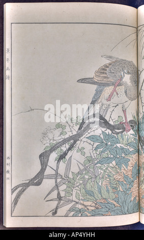 Bird and flower illustrations by Keinen: summer 1891 page 39 Stock Photo