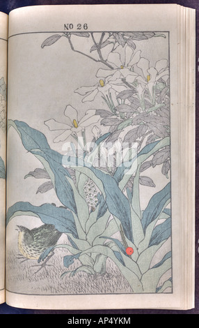 Bird and flower illustrations by Keinen: summer 1891 page 40 Stock Photo