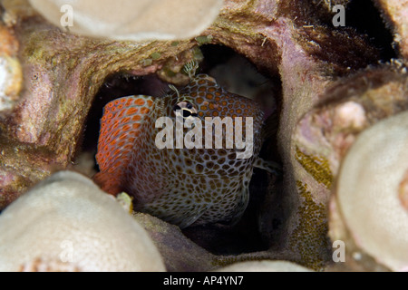 This male shortbodied blenny, Exallias brevis, is guarding it's eggs that were laid deep into the coral, Hawaii. Stock Photo