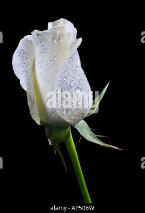 White Rose Bud Stock Photo