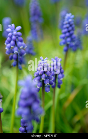 Grape Hyacinths Stock Photo