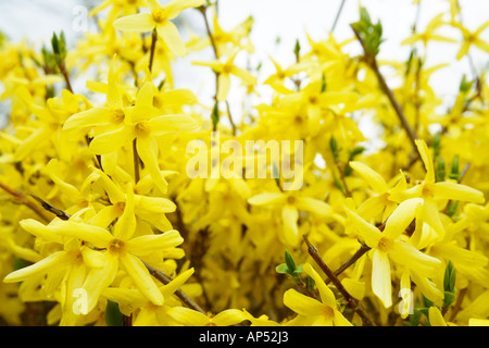 Flowering Forsythia Stock Photo