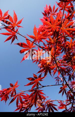 Japanese Maple Acer Palmatum Bloodgood Leaves Stock Photo