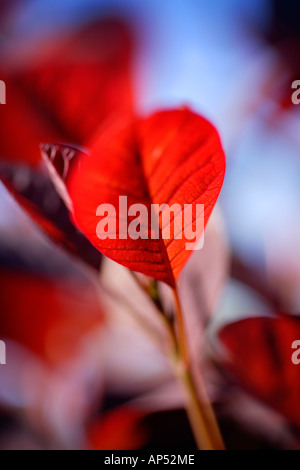 Red Smoke Tree Or Cotinus Coggyria Royal Purple Stock Photo - Alamy