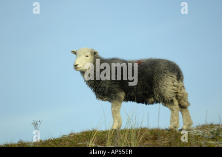 Herdwick sheep at Ainsdale Sand Dunes National Nature Reserve Lancashire Stock Photo