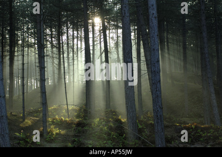 Early Morning shafts of sunlight through conifer trees at Ainsdale Sand Dunes National Nature Reserve Lancashire Stock Photo