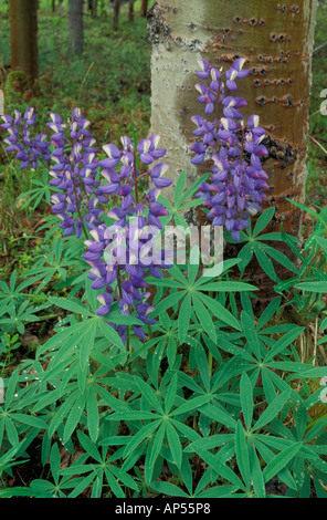 Denali National Park, Ak Arctic Lupine, Lupinus arcticus, in full bloom. Stock Photo