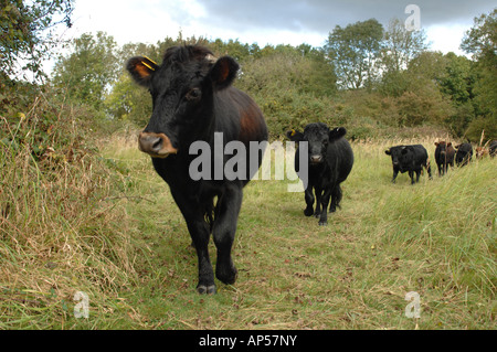 Dexter Cattle grazing on Caster Hanglands National Nature Reserve ...