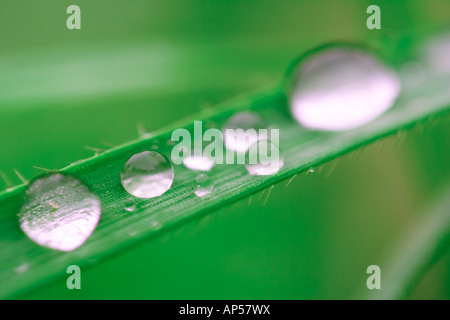 Dewdrops on a grass Stock Photo