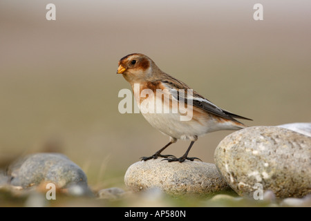 Snow bunting Plectrophenax nivalis Norfolk winter Stock Photo