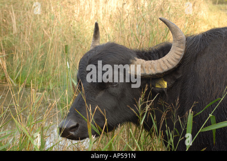 Water Buffalo grazing at Chippenham Fen National Nature Reserve ...