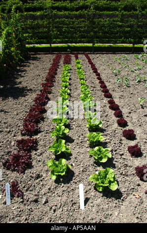 Red and green lettuce in the walled vegetable garden at Aberglasney House and Gardens, Llangathen, Camarthenshire, West Wales, U Stock Photo