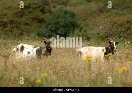 Baggot Goats grazing at Lullington Heath National Nature Reserve East Sussex England Stock Photo