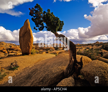 Balanced Rock & Juniper at Joshua Tree National Park in California Stock Photo