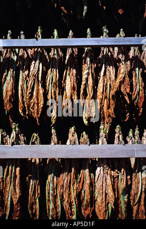 lancaster tobacco leaf Chew Review Part 2 : TOBACCO HARVESTING Lancaster County's AMISH