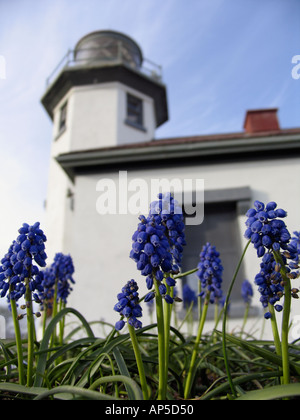 Grape hyacinth flowers with Point Robinson light house in background Maury Island Washington Stock Photo