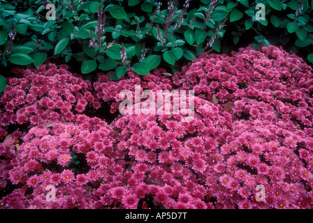 magenta mums, garden detail Stock Photo