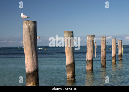 Row of Pylons with Seagull Stock Photo