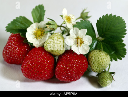 Fresh Picked Strawberries with Blossoms Stock Photo